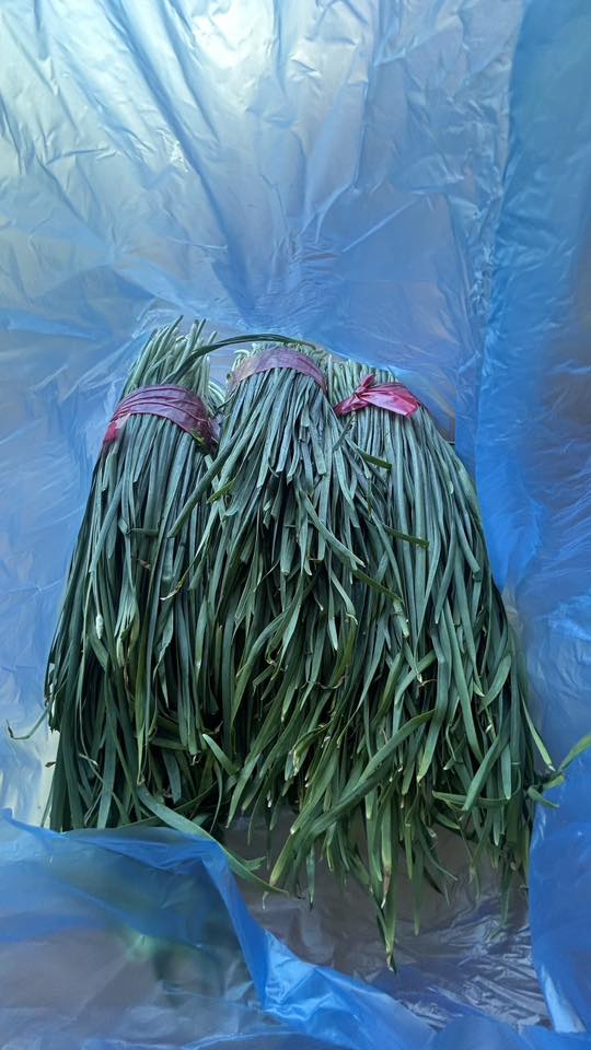 今天清晨愛加倍的騎樓，自動長出的蔬菜